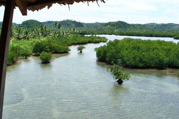 Siargao Island Mangroves