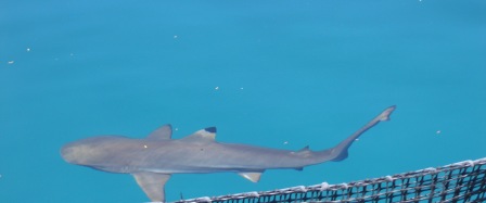 Subic Ocean Adventure Shark
