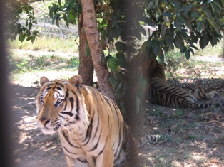 Zoobic Safari Tigers