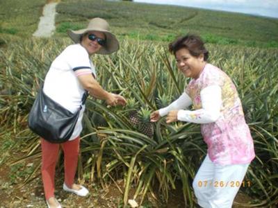 Pineapple parm in Bukidnon