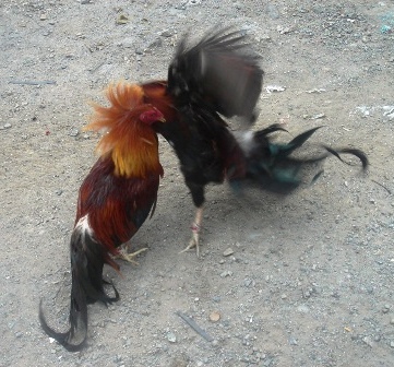Philippines Cockfighting - Sabong